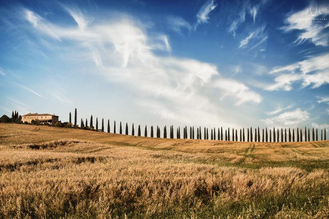 Uwe Neugebauer: Cypress Alley [Val d'Orcia, Tuscany, Italy[