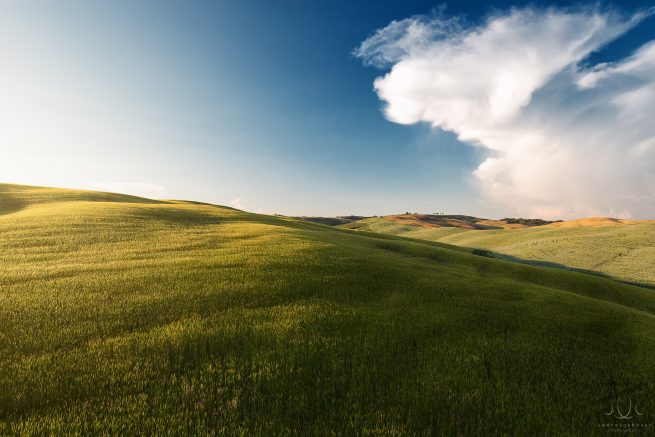 Uwe Neugebauer: Tickled Grass [Val d'Orcia, Tuscany, Italy]