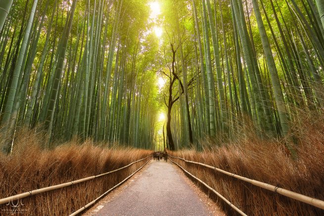 Uwe Neugebauer: Panda's Paradise [Kyoto, Japan]